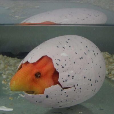Cracked Dinosaur Egg - Hatch And Grow